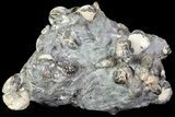 Intriguing Hoploscaphites Ammonite Cluster - South Dakota #73854-1